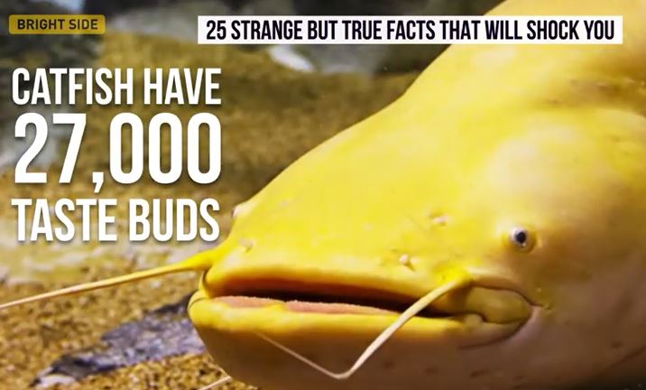 25 TRUE FACTS THAT WILL SHOCK YOU - Bright FACTS!